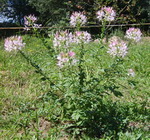 SPINNENBLUME Cleome spinosa