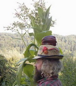 VIRGINISCHER ECHTER TABAK (Nicotiana tabacum)