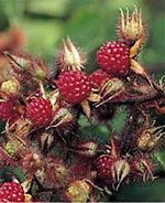 JAPANISCHE WEINBEERE Rubus phoenicolasus
