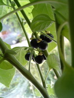 WUNDERBEERE, Süße Schwarzbeere Solanum nigrum ssp. schultesii